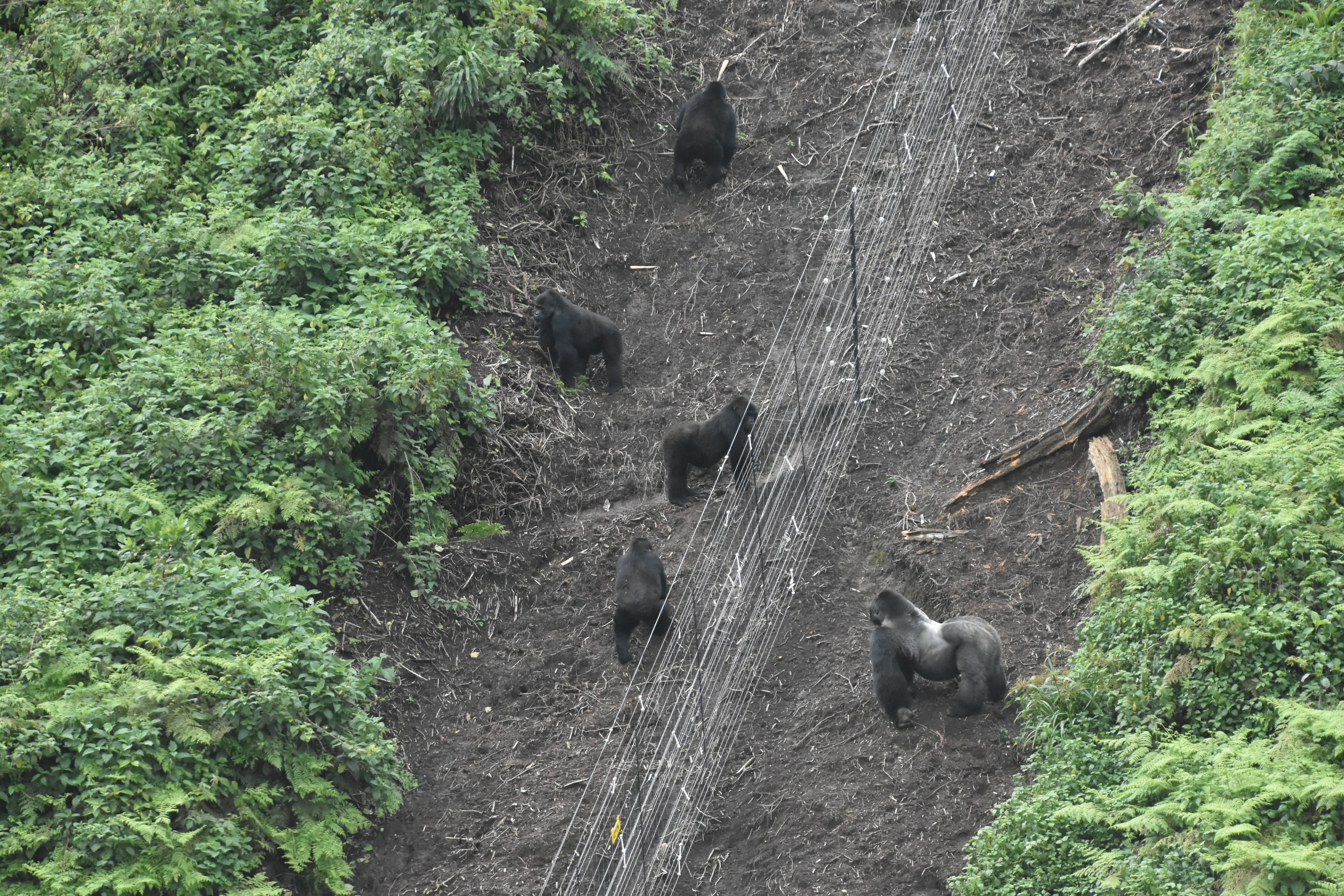 Silverback Mwasa in Tshiaberimu stands apart from other gorillas, observing them through the electric fence in Virunga National Park.