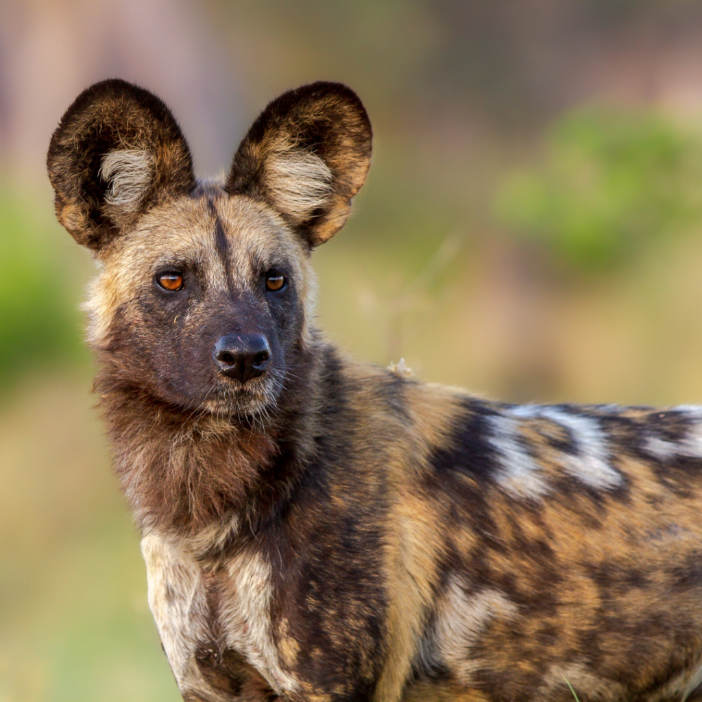 THE AFRICAN WILD DOGT