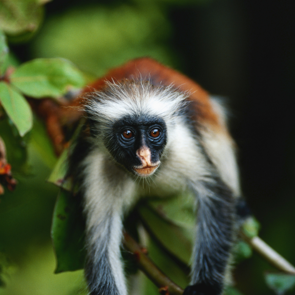 THE CENTRAL AFRICAN RED COLOBUS