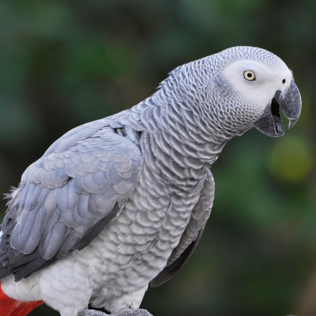 THE GREY PARROT