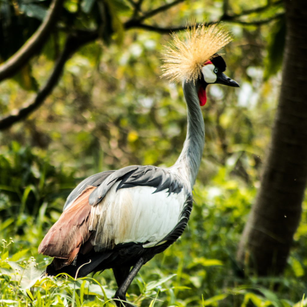 THE Grey Crowned Crane
