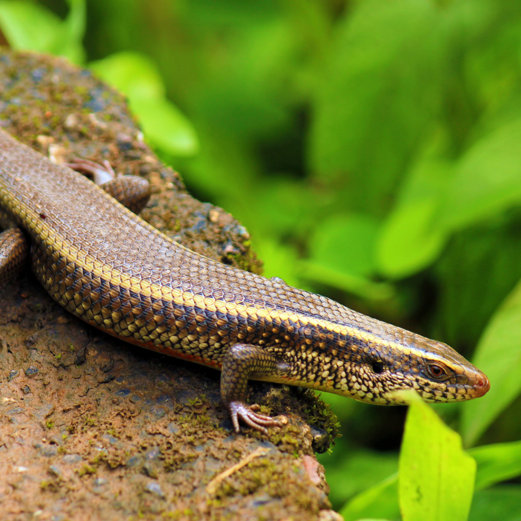 THE Hackars's Five-Toed Skink