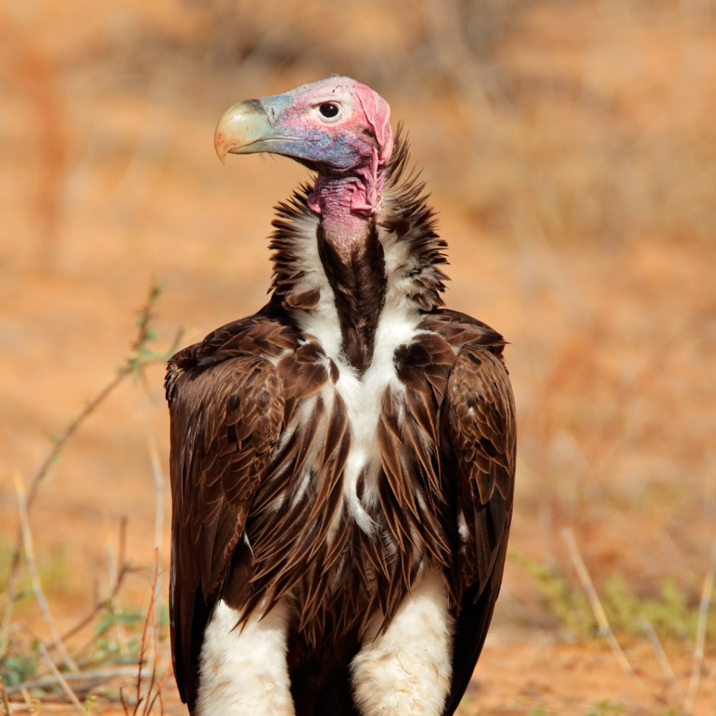 THE Lappet-Faced Vulture