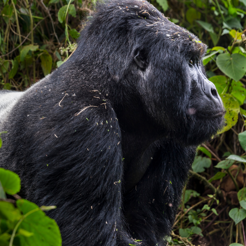 THE MOUNTAIN GORILLA