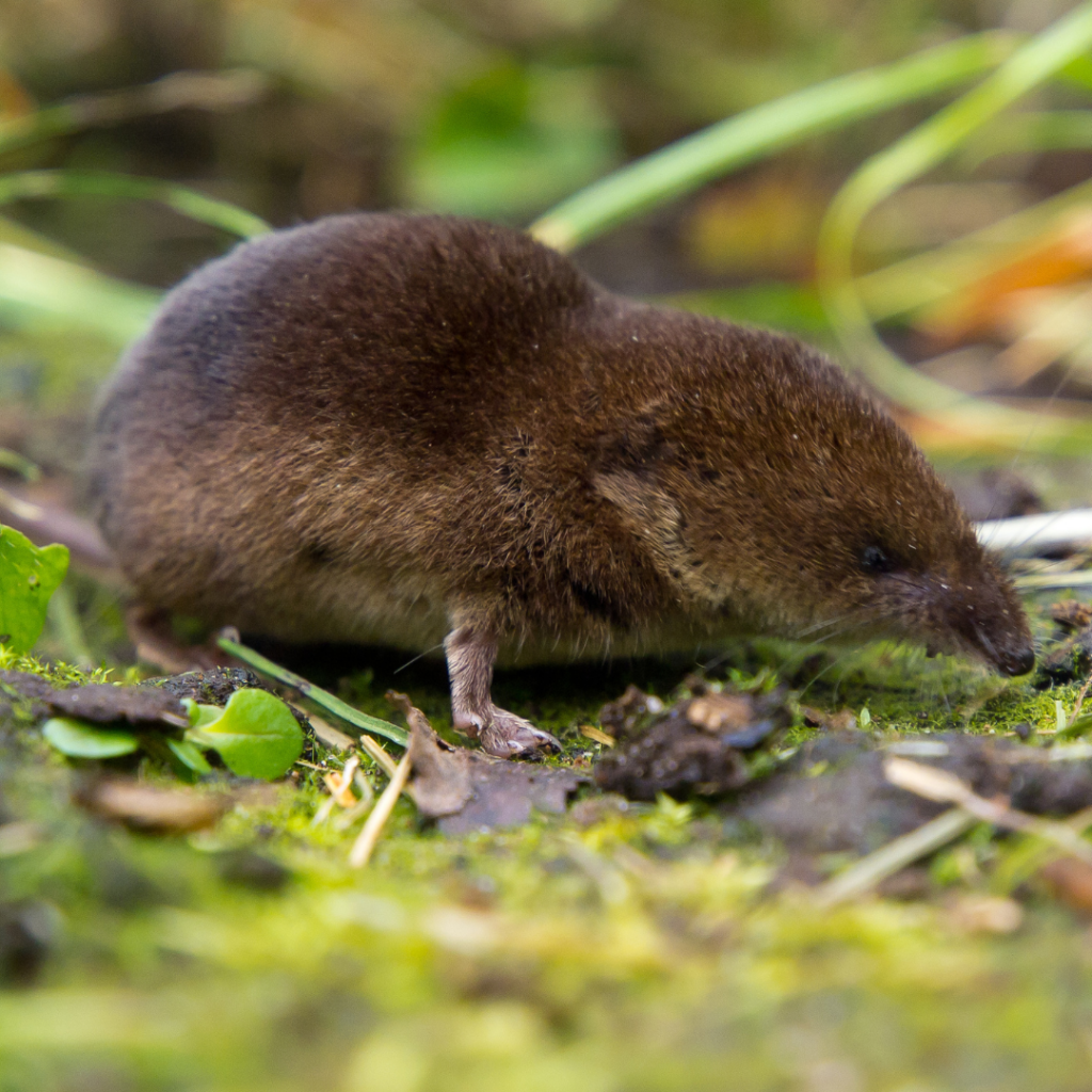 THE Montane Mouse Shrew