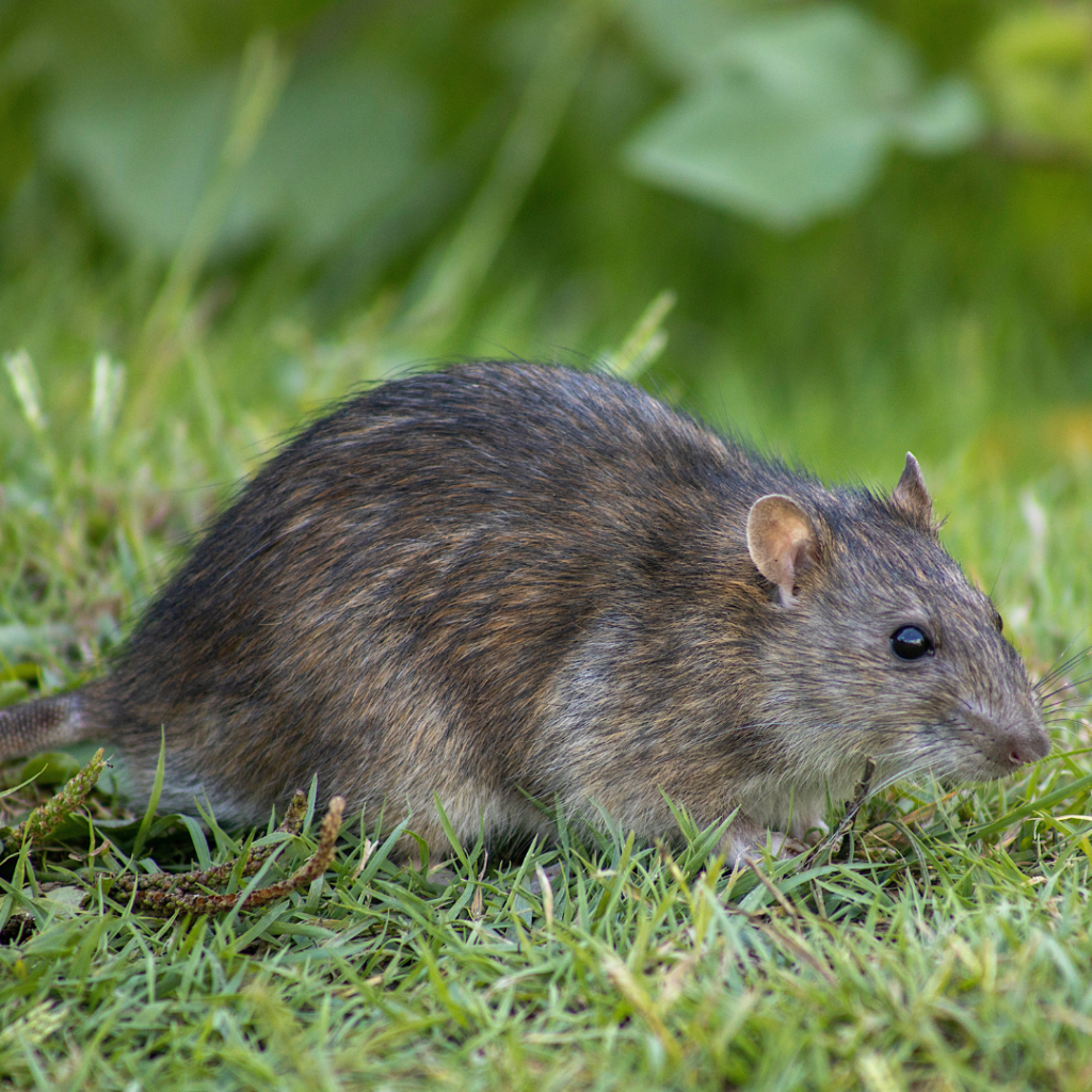 THE Montane Shaggy Rat