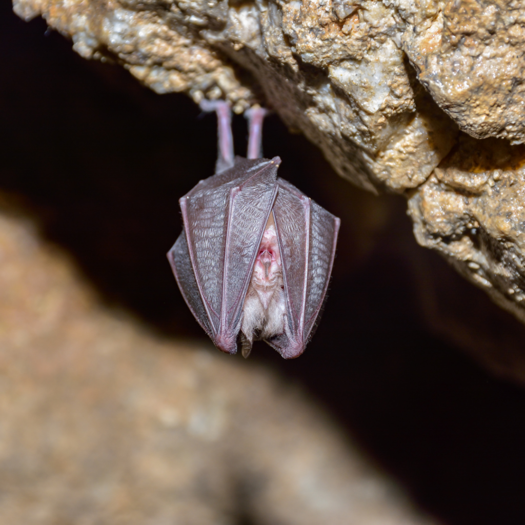 THE Ruwenzori Horseshoe Bat