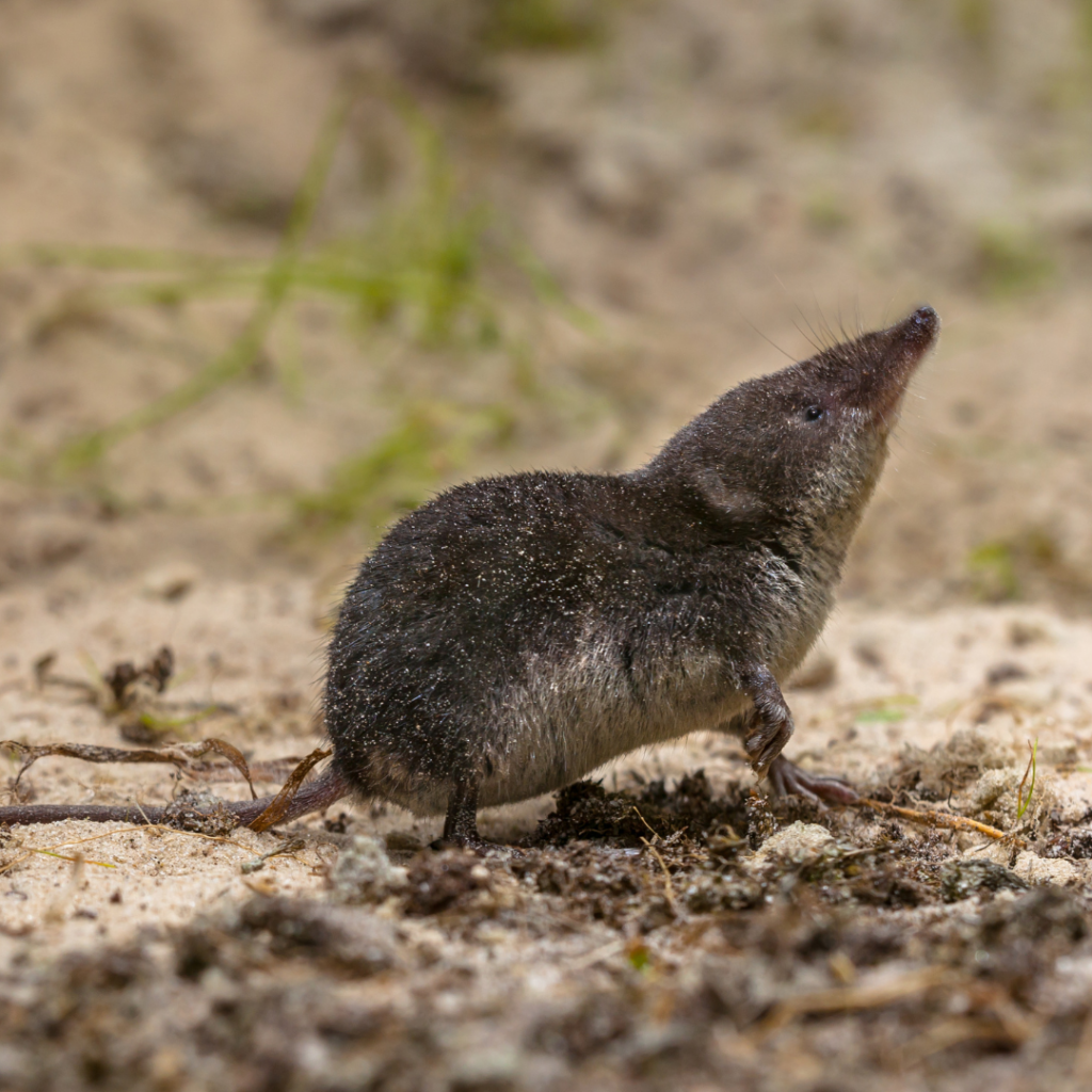 THE Tarella Shrew