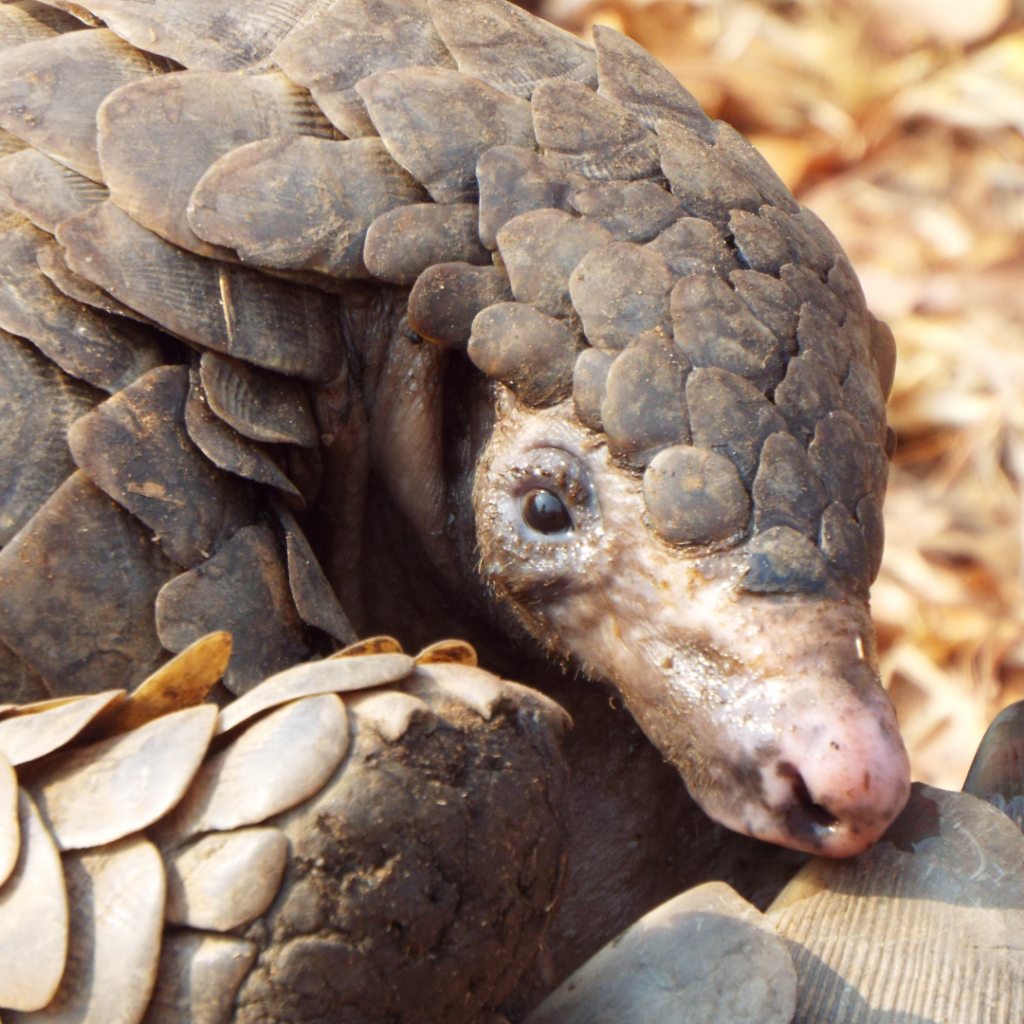 THE White Bellied Pangolin