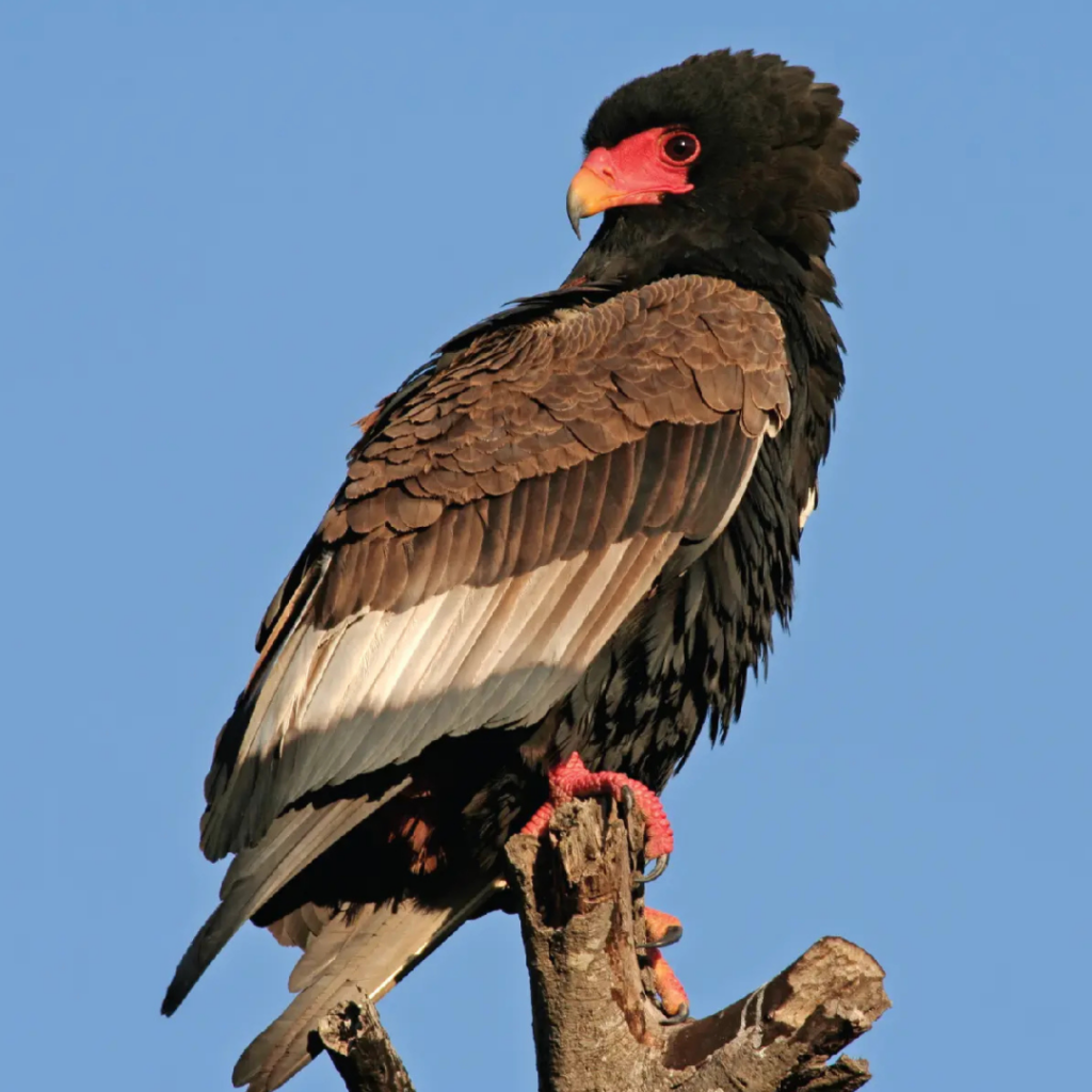 THE bateleur eagle