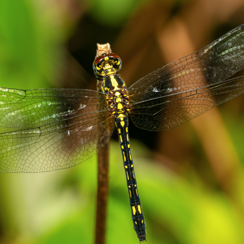 The Bwindi Junglewatcher