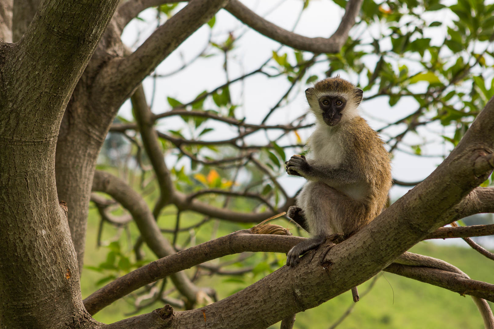 A photograph of a Vervet monkey perched in a tree, captured by Adam Keifer.
